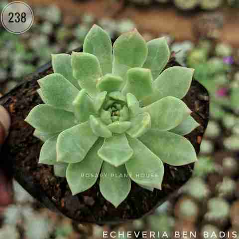 Echeveria Ben Badis from Rosary Plant House