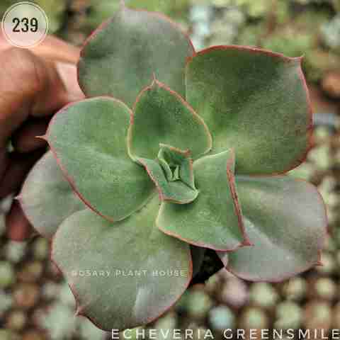 Paddle Plant from Rosary Plant House