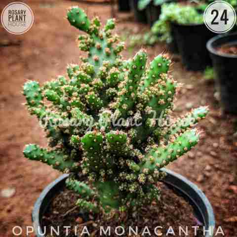 Tree Cactus – (2"-3") from Rosary Plant House