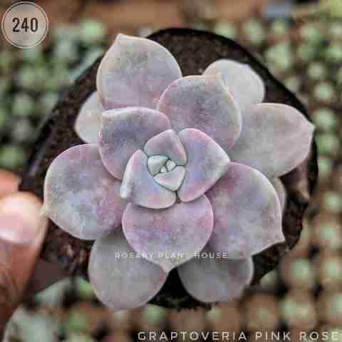 Graptoveria Pink Rose from Rosary Plant House