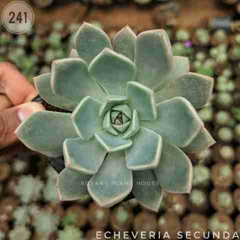 Echeveria secunda from Rosary Plant House