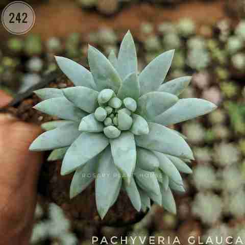 White Monkey Tail – (2"-3") from Rosary Plant House