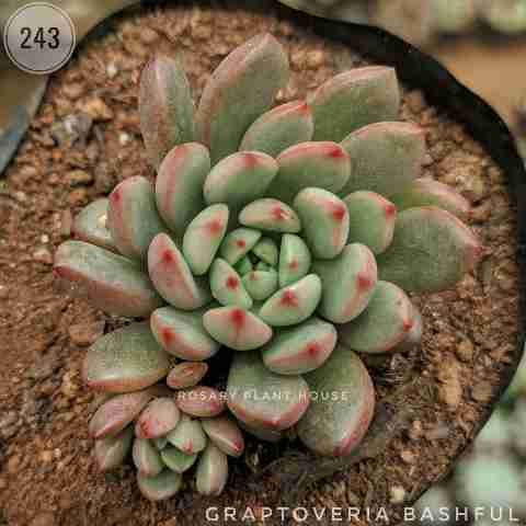 Echeveria Tip Red – (2"-3") from Rosary Plant House