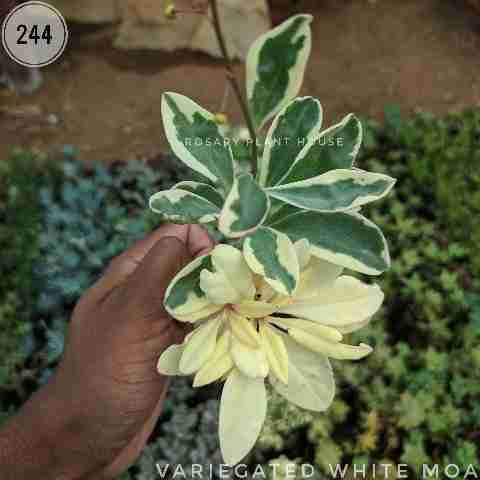 Peperomia obtusifolia 'Variegata' from Rosary Plant House