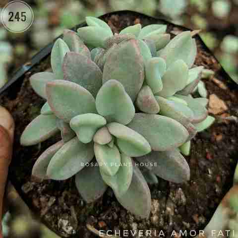 Ghost Plant Type from Rosary Plant House