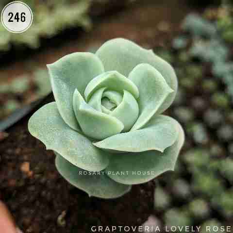 Lovely rose – (2"-3") from Rosary Plant House