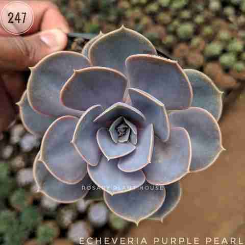 Echeveria Purple Pearl from Rosary Plant House
