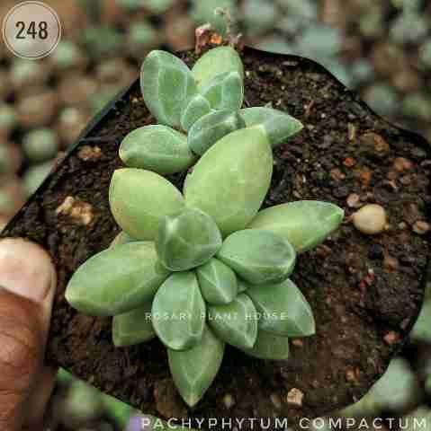 Little Jewel – (2"-3") from Rosary Plant House
