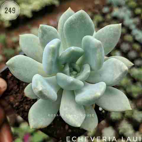 White Lotus Fat – (2"-3") from Rosary Plant House
