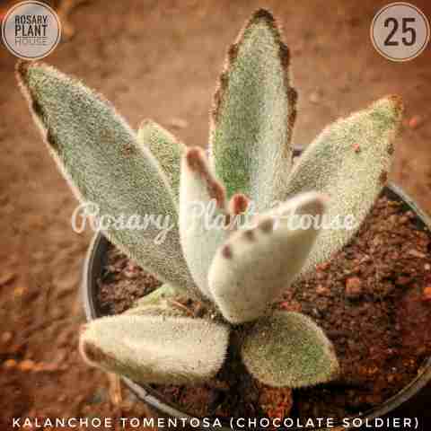 Rabbit ears – (2"-3") from Rosary Plant House