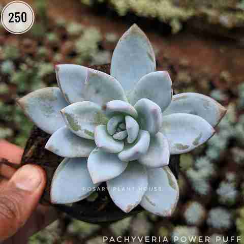 White Lotus Powder – (2"-3") from Rosary Plant House