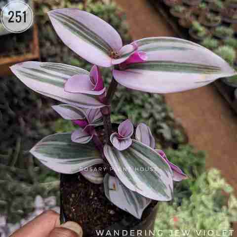 wandering jew Purple – (3"-4") from Rosary Plant House