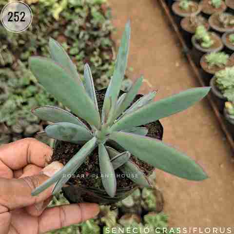 Propeller Plant – (2"-3") from Rosary Plant House