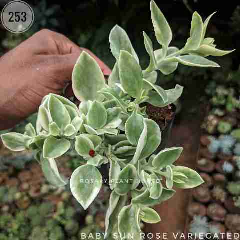 Baby sun rose variegated – (3"-4") from Rosary Plant House