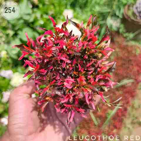 Alternanthera ficoidea group from Rosary Plant House