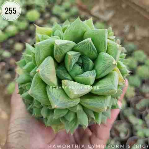 Stone Brown Big – (3"-4") from Rosary Plant House