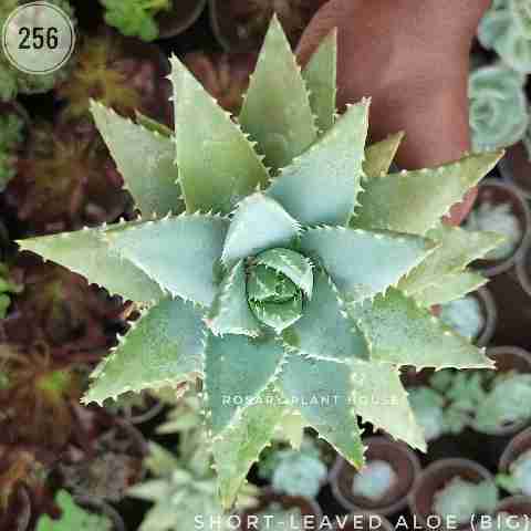 White Aloe(S-L) (Big) – (4"-6") from Rosary Plant House