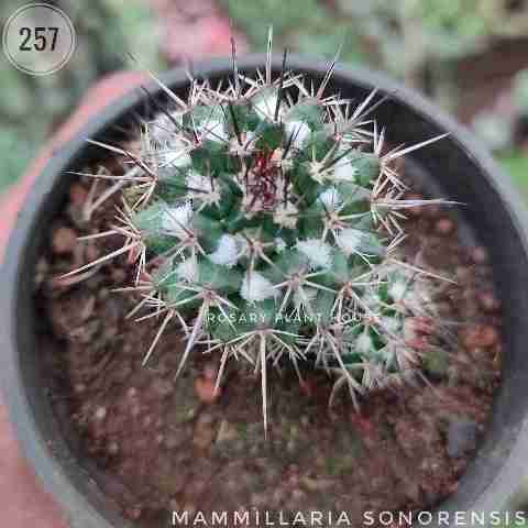 Diamond cactus – (2"-3") from Rosary Plant House