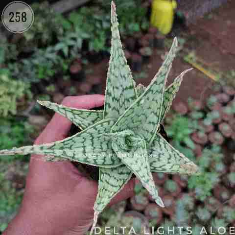 Aloe Delta Light – (3"-4") from Rosary Plant House