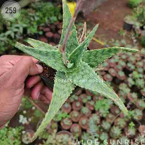 Aloe Sunrise – (3"-4") from Rosary Plant House