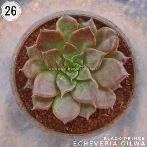 Dark Echeveria Hybrid from Rosary Plant House