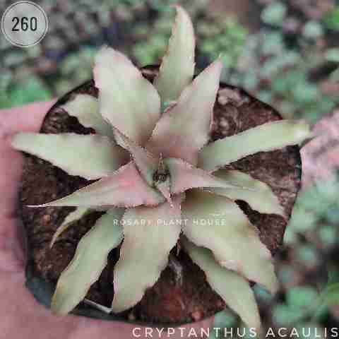 Cryptanthus Normal – (2"-3") from Rosary Plant House