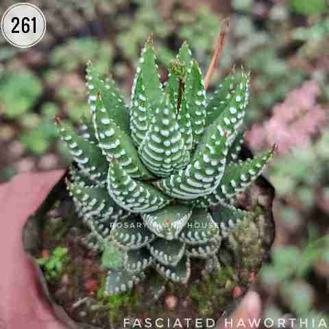 Long Zebra Haworthia – (2"-3") from Rosary Plant House