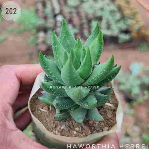 Long Normal Haworthia – (2"-3") from Rosary Plant House