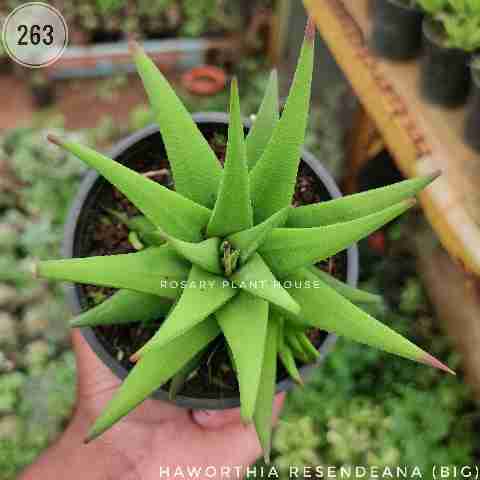 Normal Haworthia (Big) – (4"-5") from Rosary Plant House