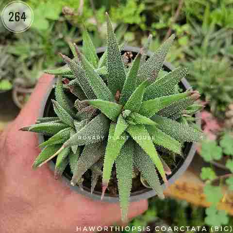Dot haworthia (Big) – (4"-5") from Rosary Plant House