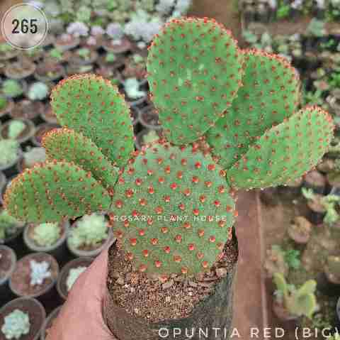 Opentia Red (Big) – (4"-6") from Rosary Plant House