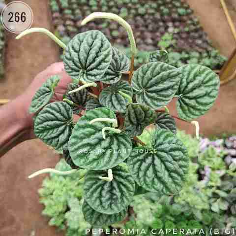 Peperomia Purple(Big) – (4"-5") from Rosary Plant House