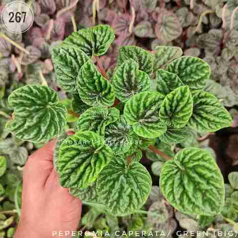 Peperomia caperata from Rosary Plant House
