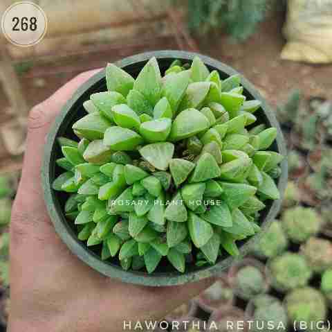 Haworthia retusa (Big) – (3"-4") from Rosary Plant House