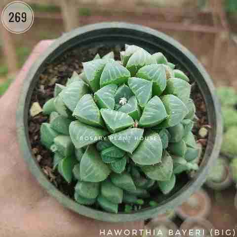 Stone FIat Brown (Big) – (3"-4") from Rosary Plant House