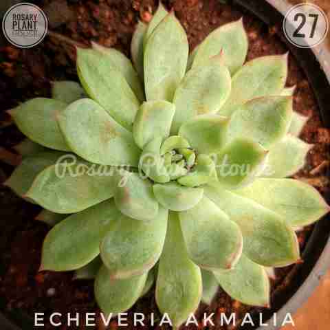 Echeveria Akmalia from Rosary Plant House