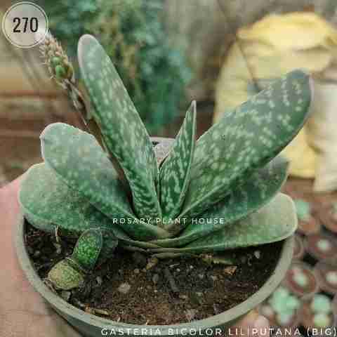 Miniature Aloe (Big) – (3"-4") from Rosary Plant House