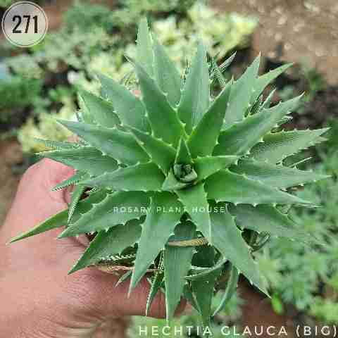 Green Aloe (Big) – (4"-5") from Rosary Plant House