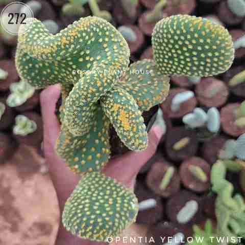 Yellow Bunny Ear Cactus from Rosary Plant House