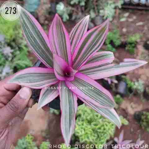Tricolor Oyster Plant from Rosary Plant House