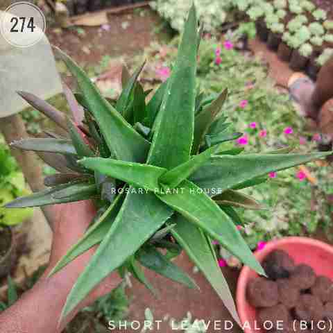 Brown Aloe (Big) – (4"-5") from Rosary Plant House