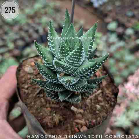Long Dot Haworthia – (2"-3") from Rosary Plant House
