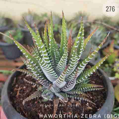 Zebra Haworthia (Big) – (4"-5") from Rosary Plant House