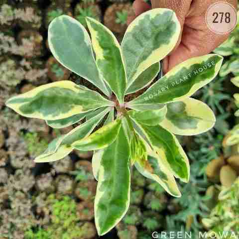 Variegated Dwarf Umbrella Plant from Rosary Plant House