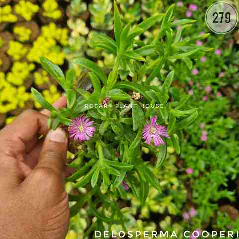 Delosperma cooperi from Rosary Plant House