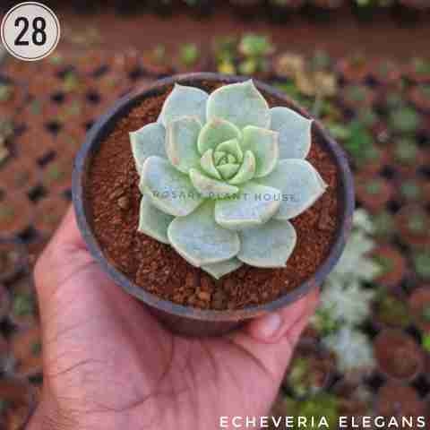 Mexican Snowball – (2"-3") from Rosary Plant House