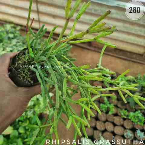 Rhipsalis crassutha – (2"-3") from Rosary Plant House