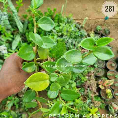 Peperomia serpens – (2"-3") from Rosary Plant House
