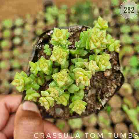 Variegated String of Buttons from Rosary Plant House