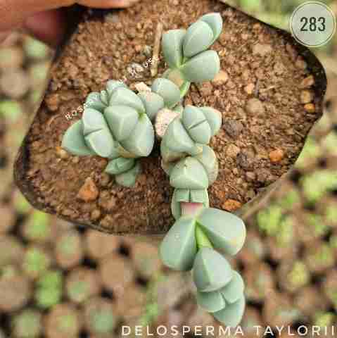 Delosperma Taylorii – (2"-3") from Rosary Plant House